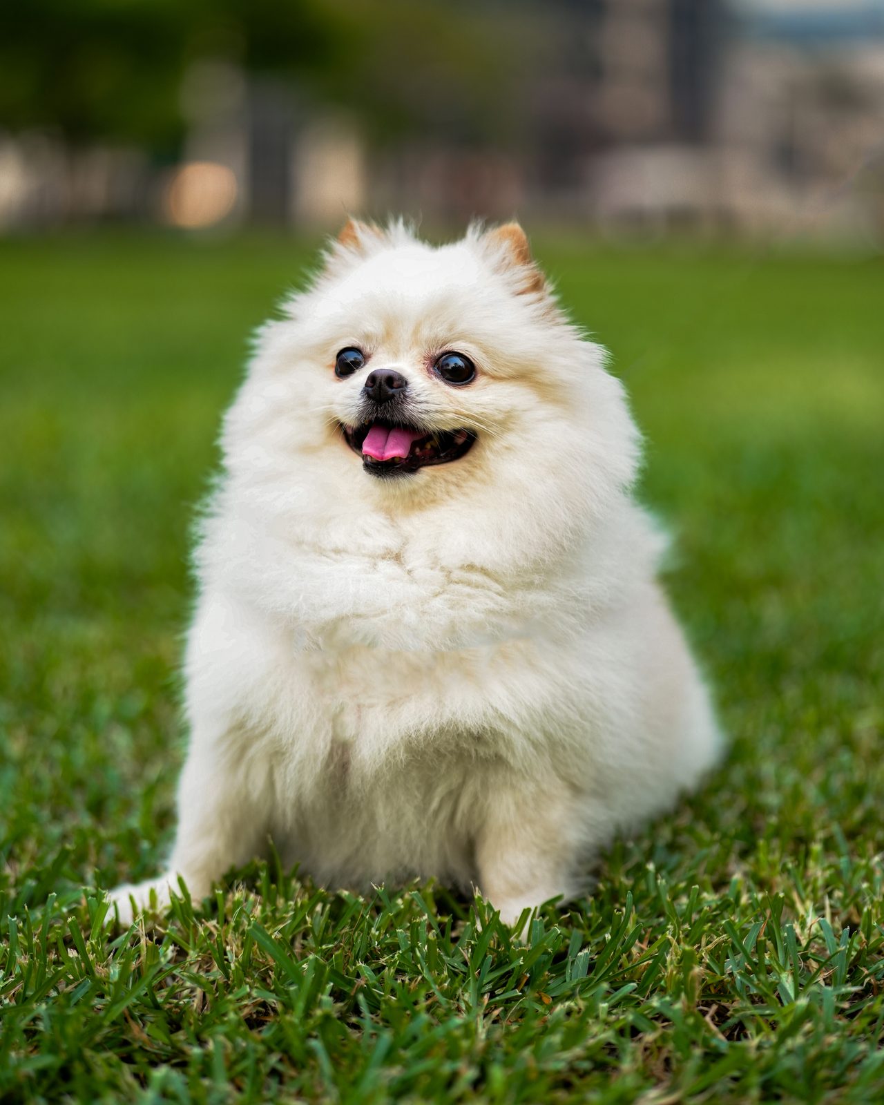 A white pomeranian sitting in the grass, looking straight down the lens.