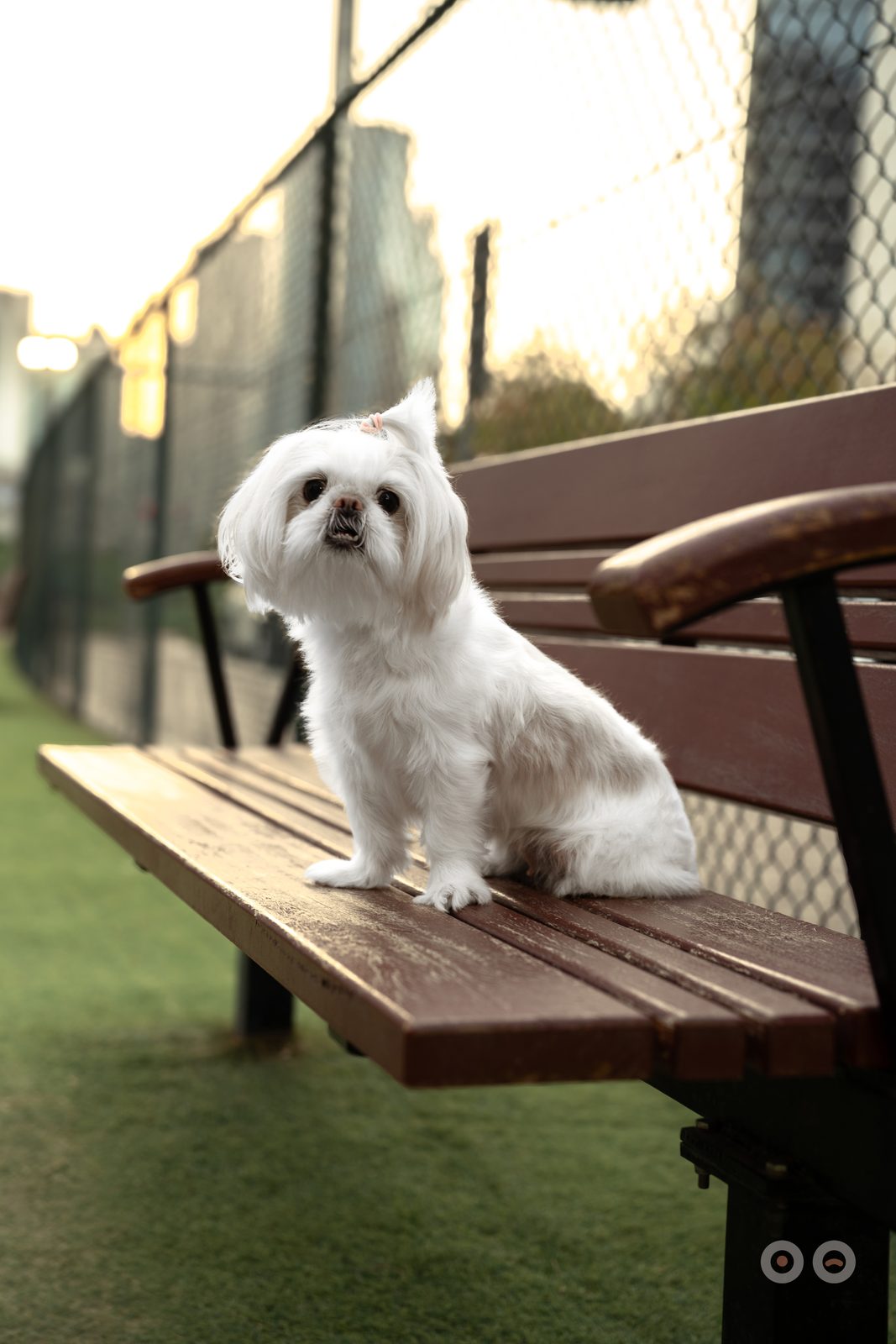 A maltese alone on a park bench in low evening light, taking its own time.
