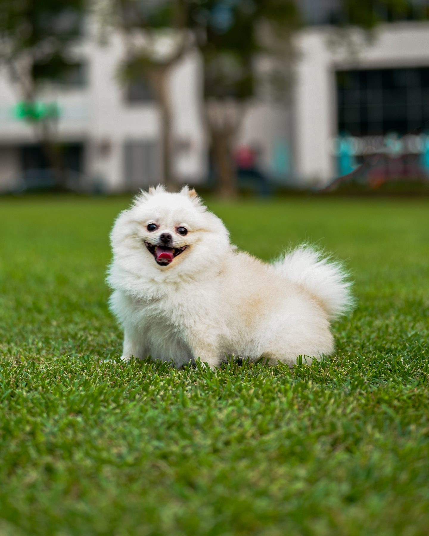 A white pomeranian in the grass, the city blurred behind it.