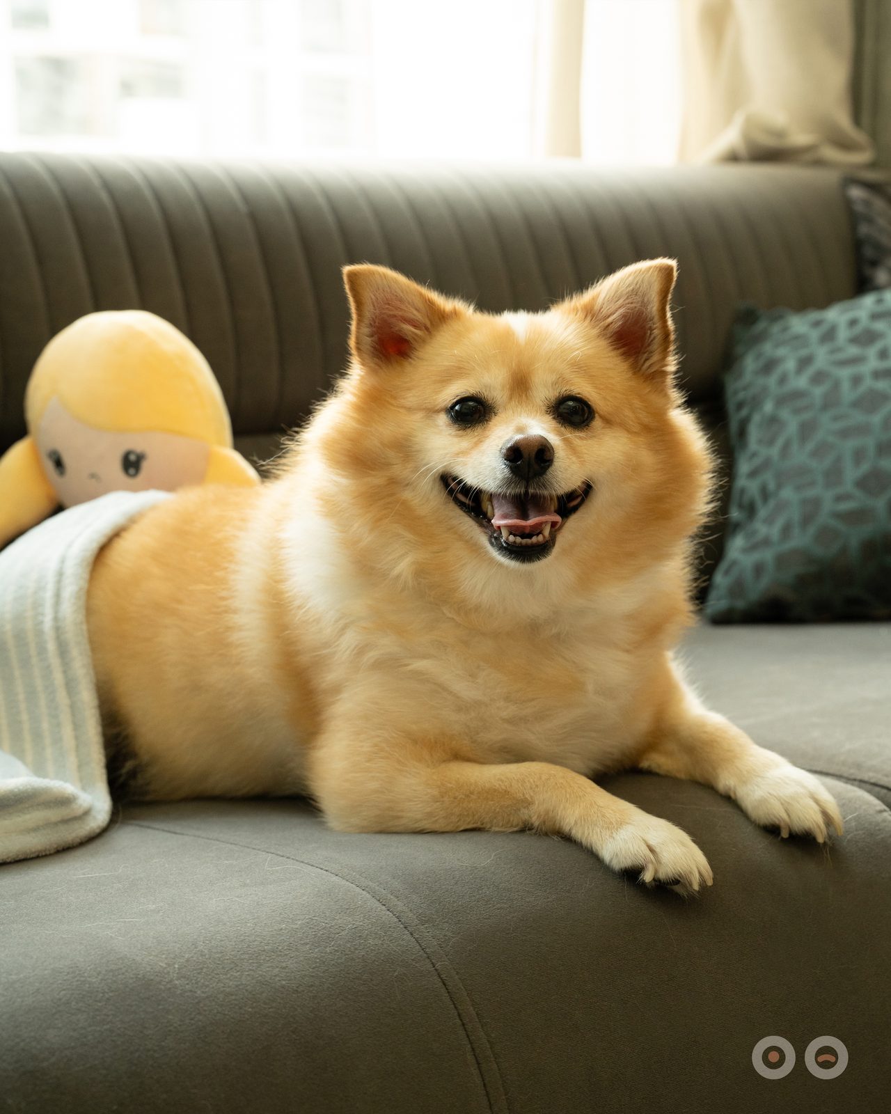 Lio, a pomeranian, stretched out along the sofa, entirely at ease.