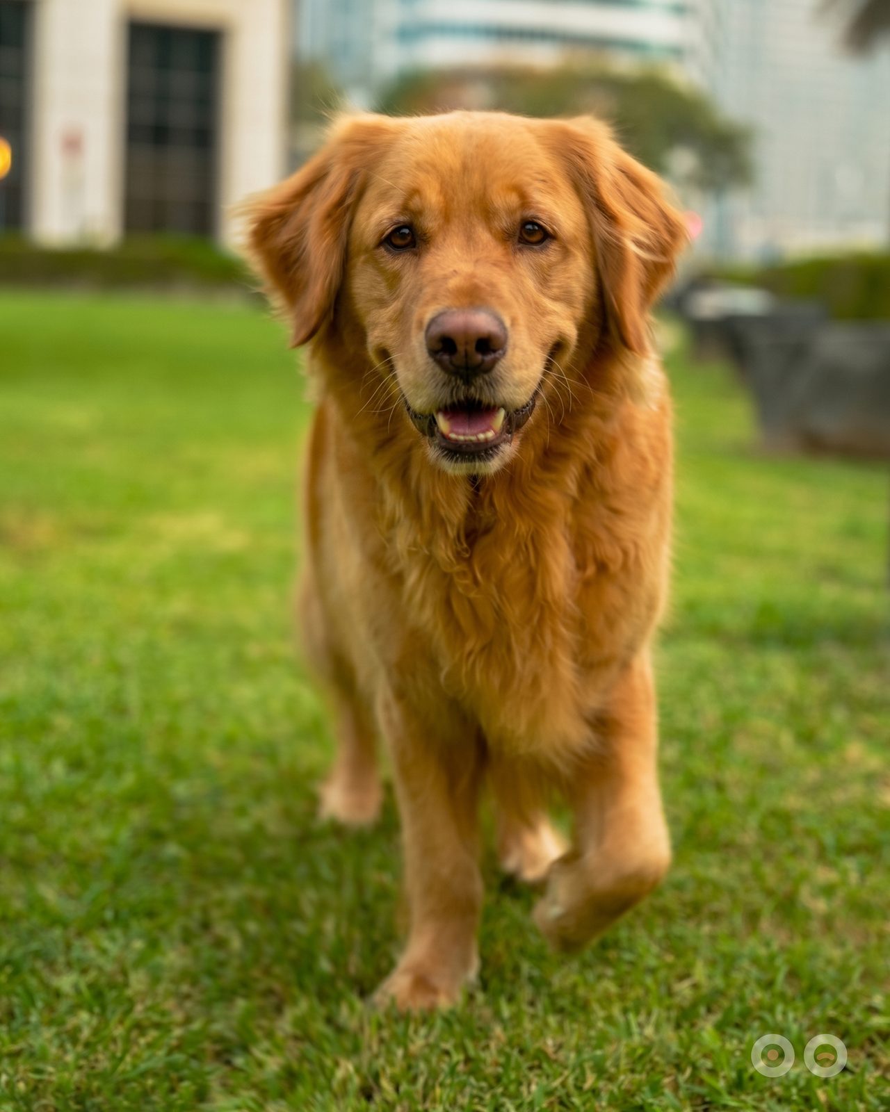 Mia, a golden retriever, walking straight toward the camera across the grass.